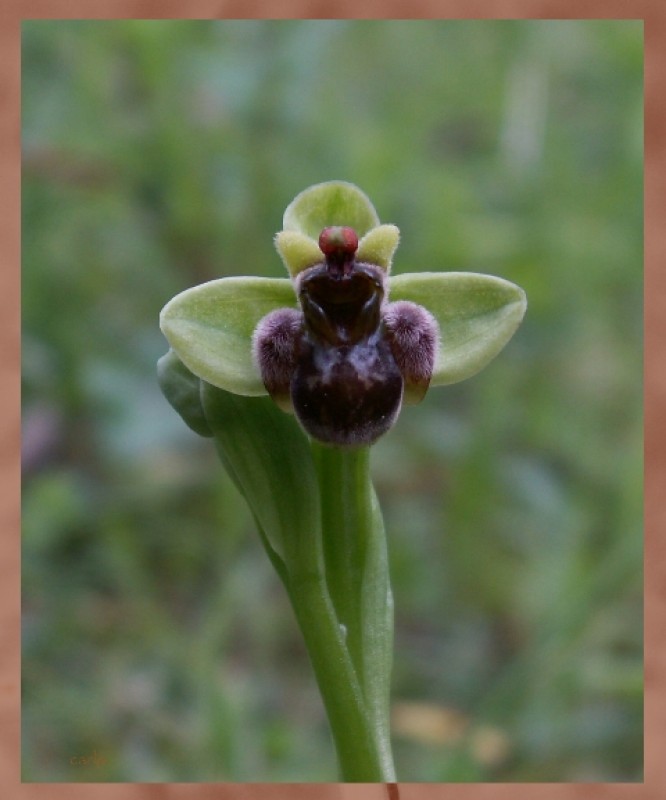 Ophrys bombyliflora.jpg