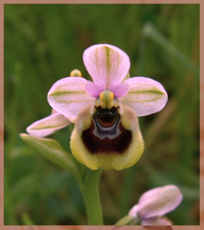Ophrys tenthredinifera.jpg