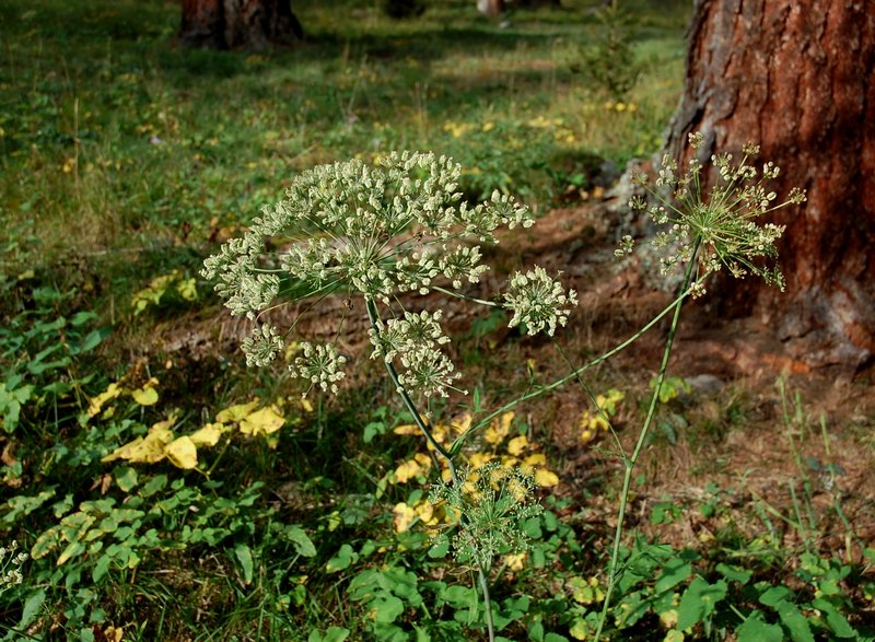 4 Laserpitium latifolium 2.jpg