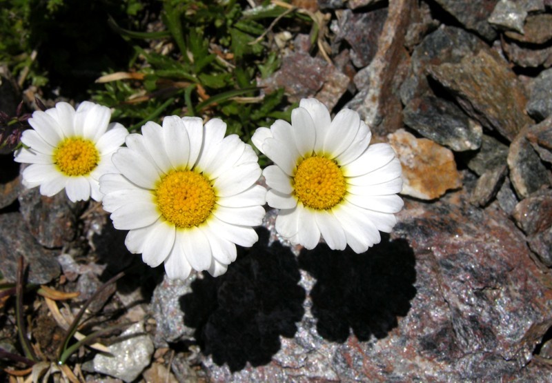 Leucanthemopsis_alpina.jpg