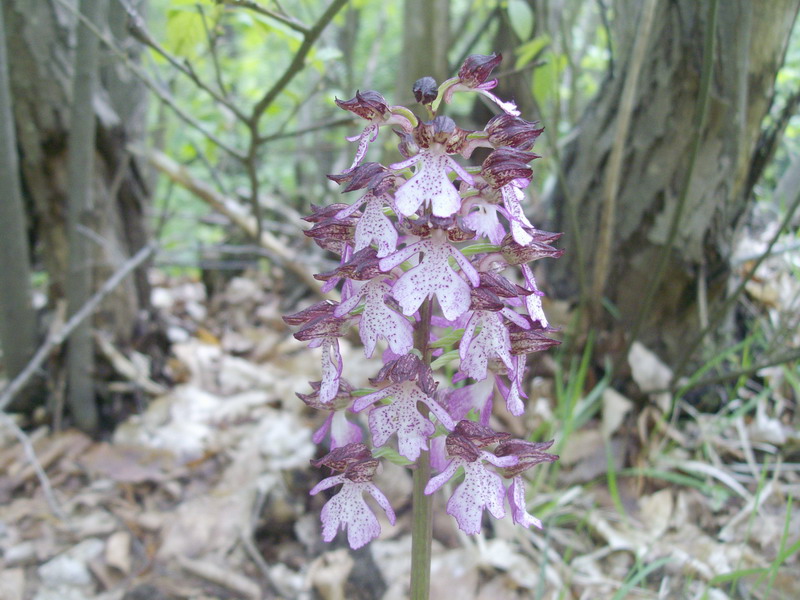 Orchidea 4.jpg
