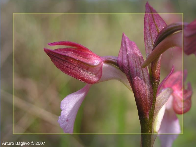 Orchis papilionacea.jpg