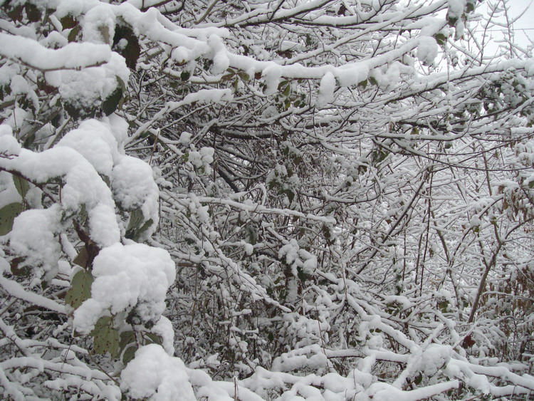 Prima Neve (28-11-2010), 2.jpg