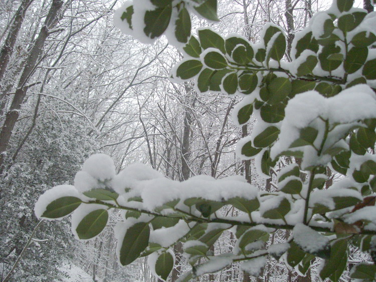 Prima Neve (28-11-2010), 5.jpg