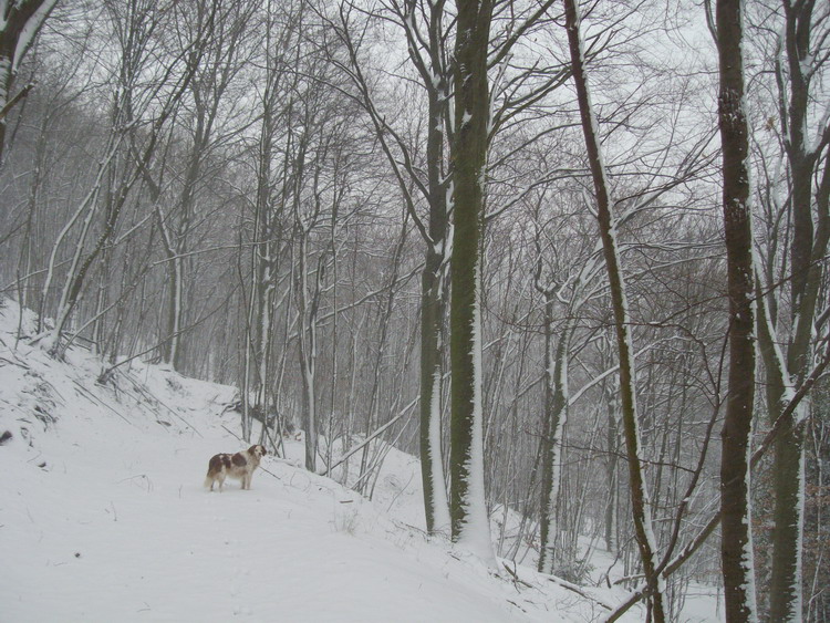 Prima Neve (28-11-2010), 7.jpg