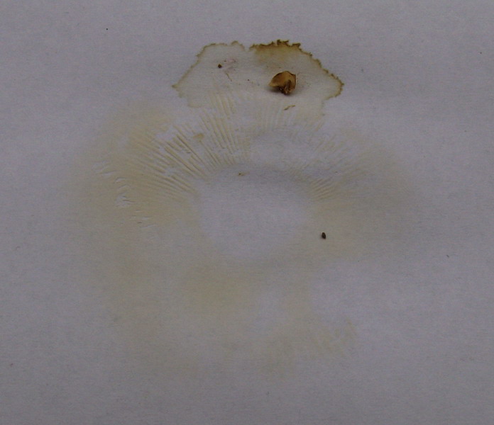 spore in massa Russula sp.2.jpg