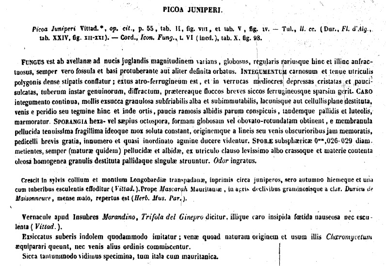 Picoa juniperi Tulasne Hyp. 1851.jpg