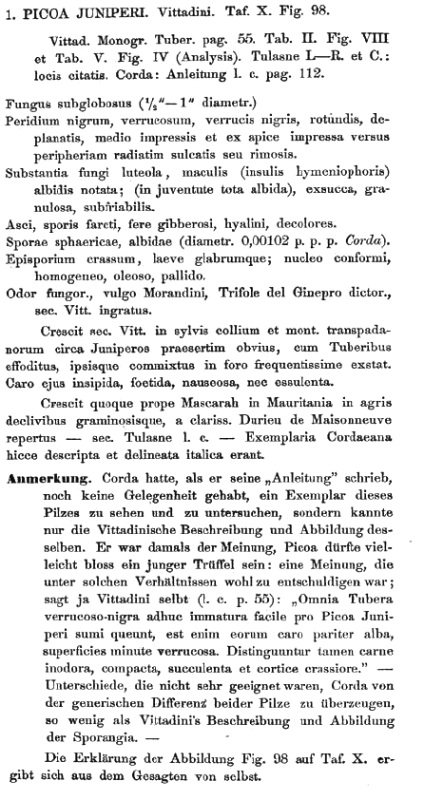 Picoa juniperi Corda VI 1854.jpg