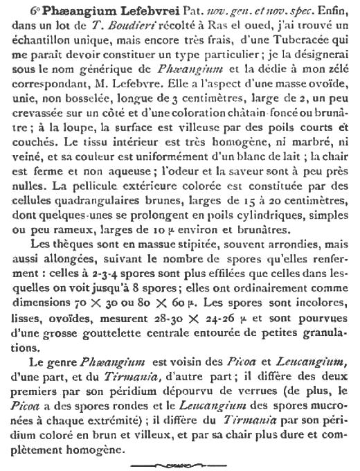 Picoa (Phaeangium) lefebvrei Patouillard 1894.jpg