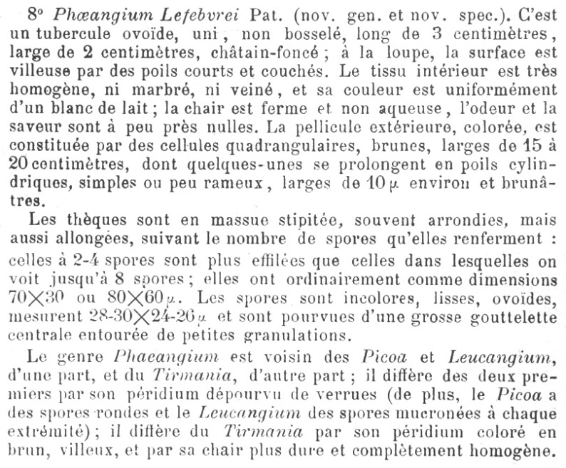 Picoa (Phaeangium) lefebvrei Patouillard Revue Myc. 1896.jpg