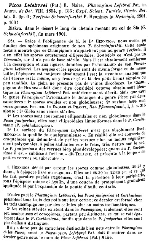 Picoa lefebvrei Maire in BSBF 1906.jpg