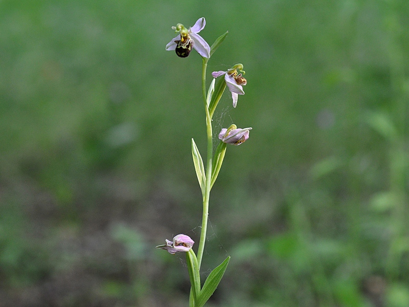 Ophrys apifera reg DSC_2643 [800x600].JPG