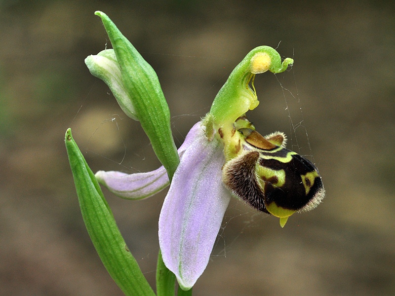 Ophrys apifera reg DSC_2689 [800x600].JPG