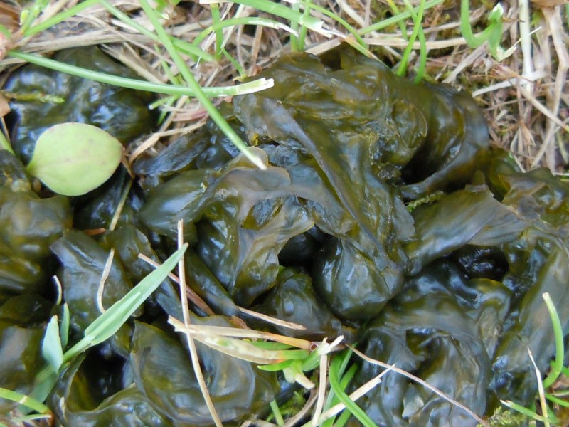Lichene o alga.JPG