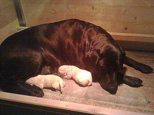 Besy e i suoi cuccioli.jpg