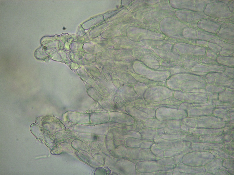 Helvella maculata peli 400x DSCI8291 reg [800x600].JPG