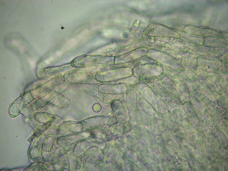 Helvella maculata peli 400x DSCI8300 reg [800x600].JPG