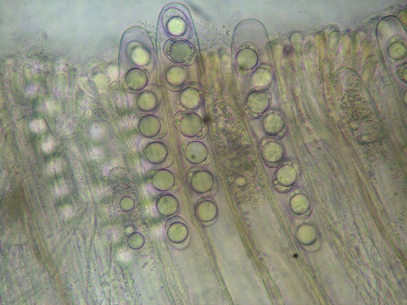 Helvella maculata aschi 400x DSCI8327 reg [800x600].JPG