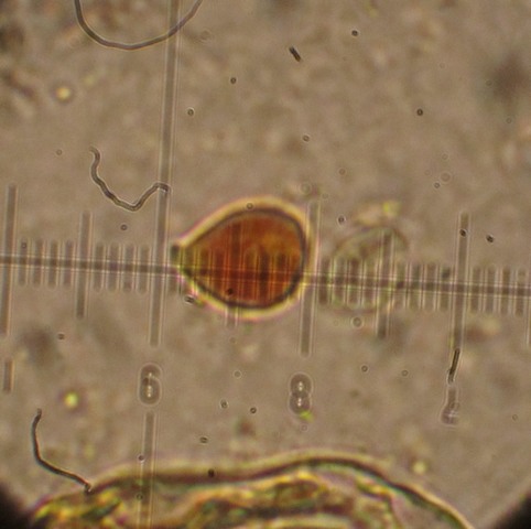 Chromocyphella muscicola (Fr.) Donk,  (7).jpg