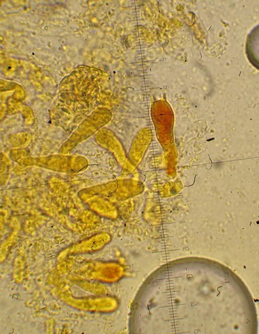 Chromocyphella muscicola (Fr.) Donk,  (26).jpg