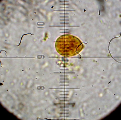 Chromocyphella muscicola (Fr.) Donk,  (27).jpg