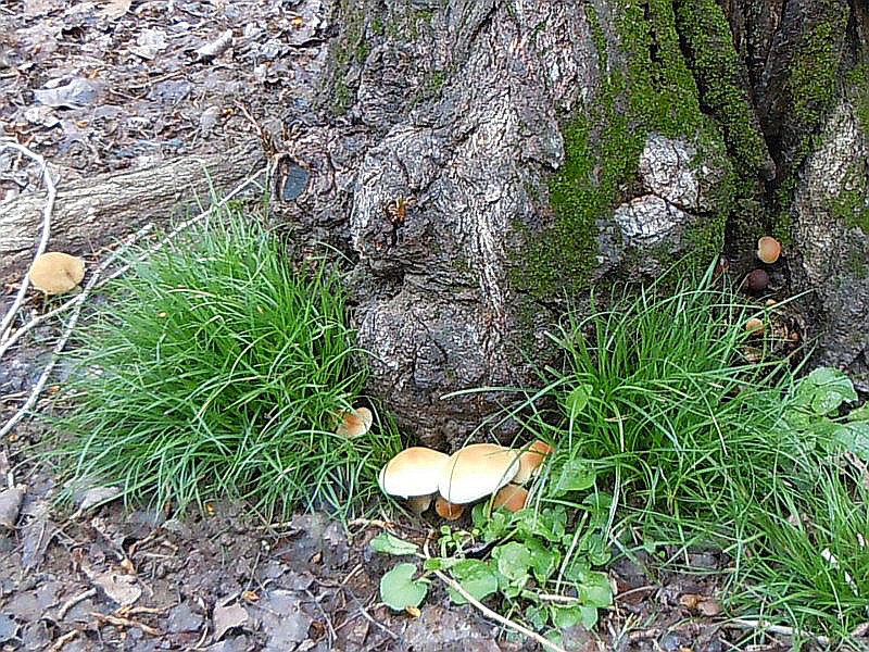 Agrocybe_cilindracea (D.C.) Maire. (2).JPG
