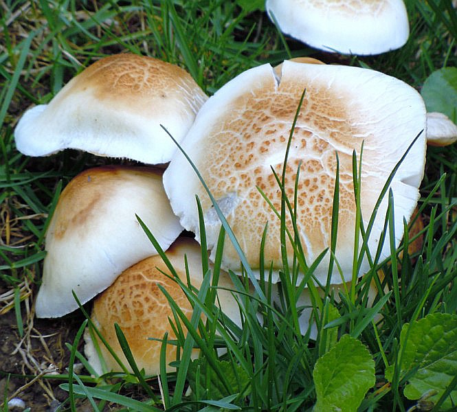 Agrocybe_cylindracea (D. C. ) Maire.JPG