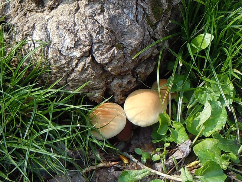 Agrocybe_cylindracea (D.C.) Maire (2).JPG