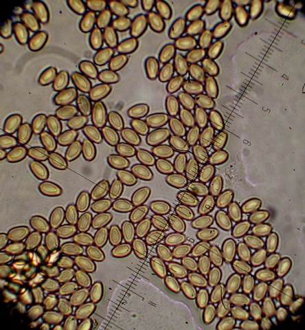 IMG_2192Kuehneromyces lignicola (Peck) Redhead, Spore 1.jpg