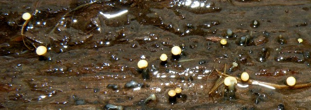 Vibrissea truncorum (Alb. & Schwein.) Fr.,  (8).jpg