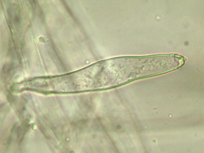 Inocybe catalaunica caulocistidi Blenio (Casaccia) 2013 (10).jpg