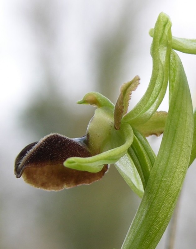 ophrys1.jpg