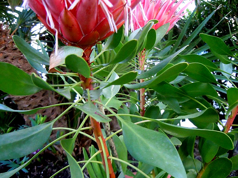 Foglie Protea cynaroides 1.JPG