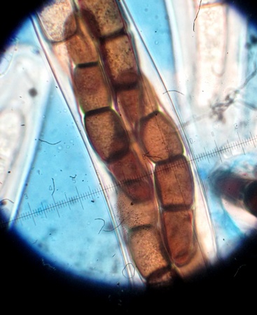 Sporormiella cylindrospora S.I. Ahmed & Cain, (10).jpg