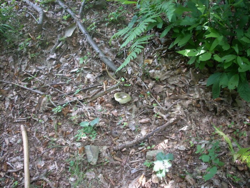 Russula peltereaui in habitat.jpg