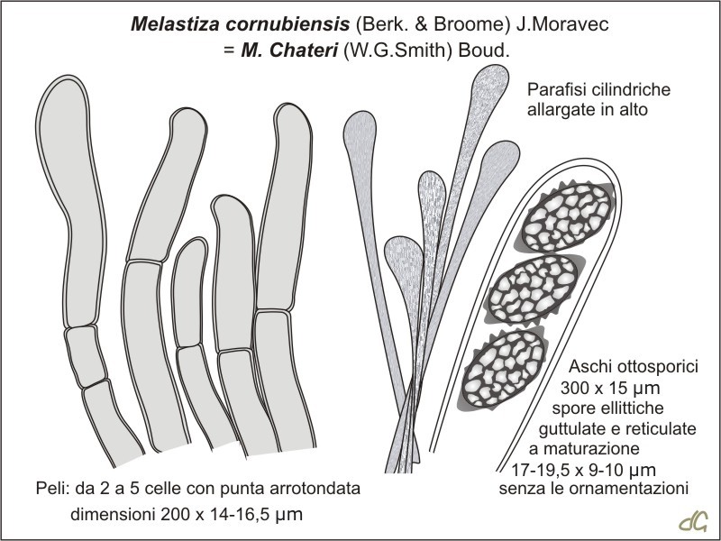 Melastiza_cornubiensis.jpg