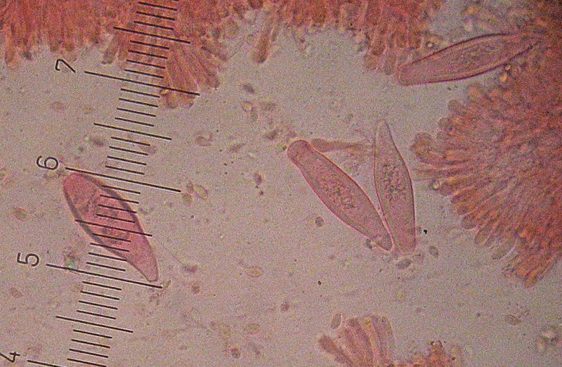 Strobilurus esculentus (Wulfen) Singer cistidi lamellari