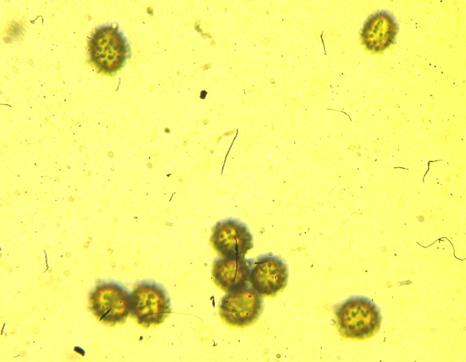 Microscopia R.Carpini.jpg