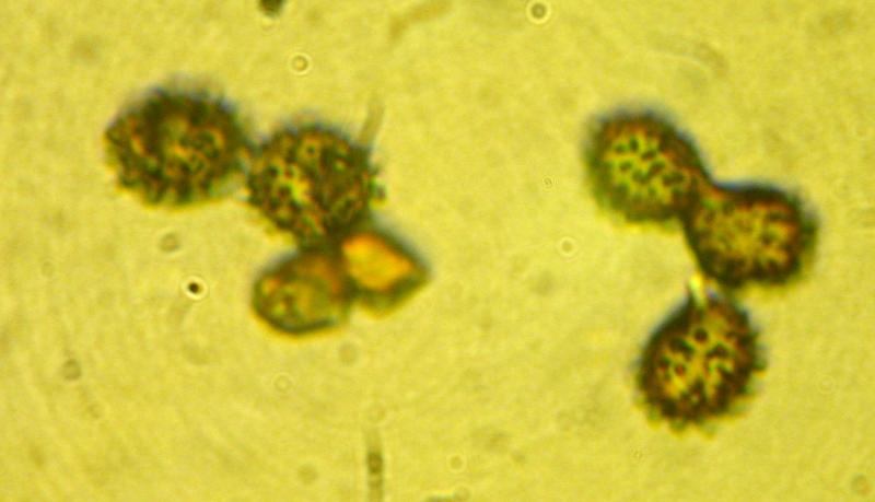 Microscopia R.Carpini (1).jpg