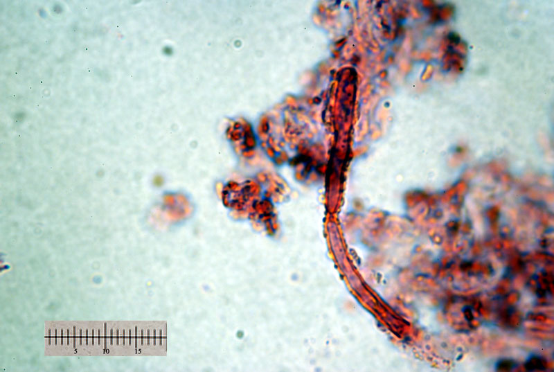 Russula risigallina - ife prim. incrostate