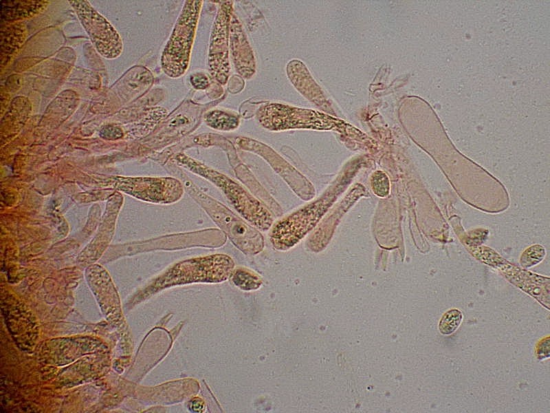 H. coccineocranata, basidi, spore.JPG