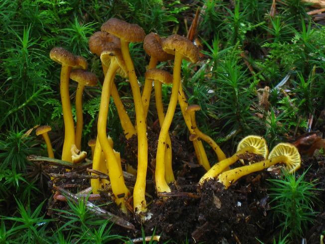 21082010 Cantharellus lutescens 2.jpg