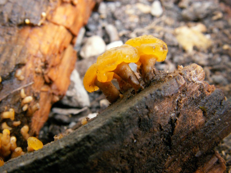 Vibrissea truncorum 2.jpg
