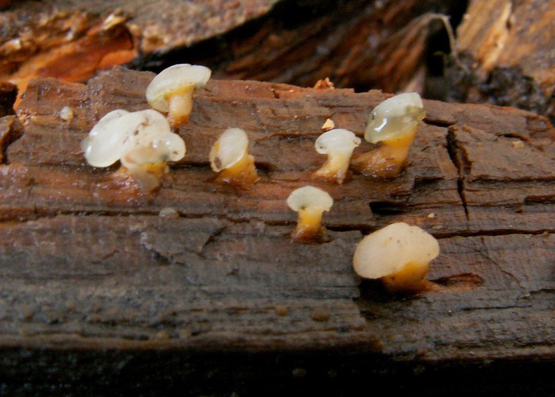 Vibrissea truncorum 3.jpg