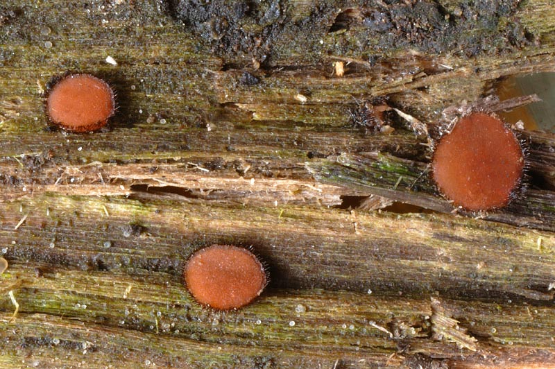 Scutellinia cejpii (Velen.) Svrček