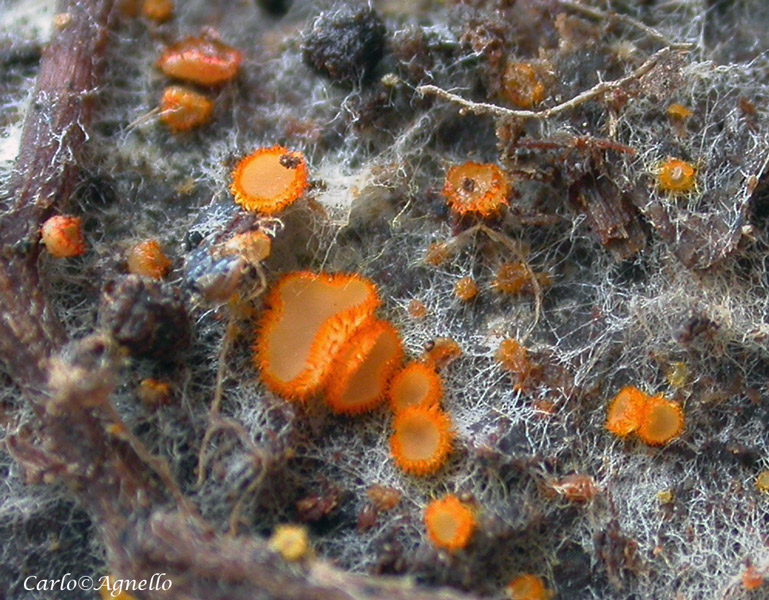 Arachnopeziza aurelia ()