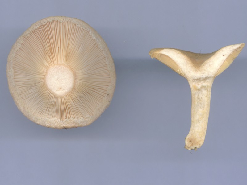 Lactarius pubescens1.jpg