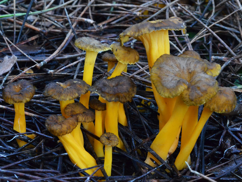 Cantharellus lutescens.jpg