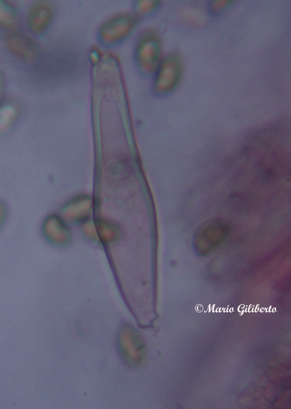 (in Basidiomycetes - Agaricales