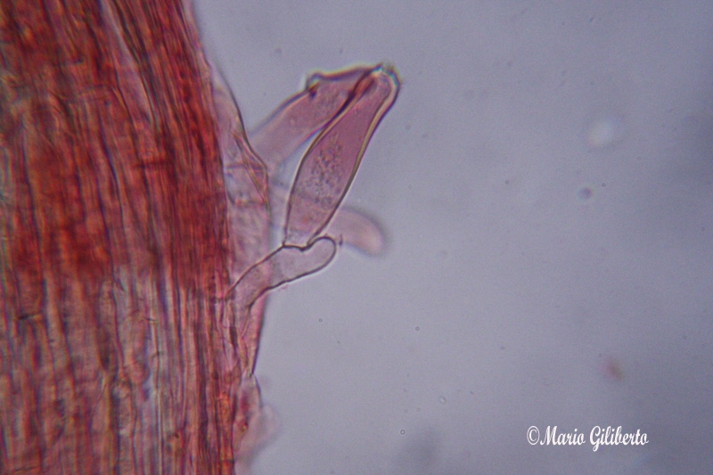 (in Basidiomycetes - Agaricales